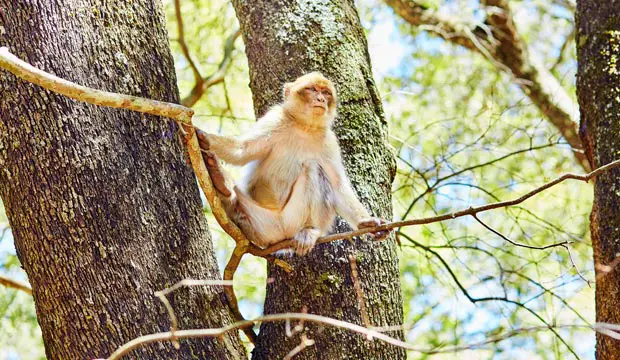The Barbary macaque is present in Morocco, Ifran in the national park
