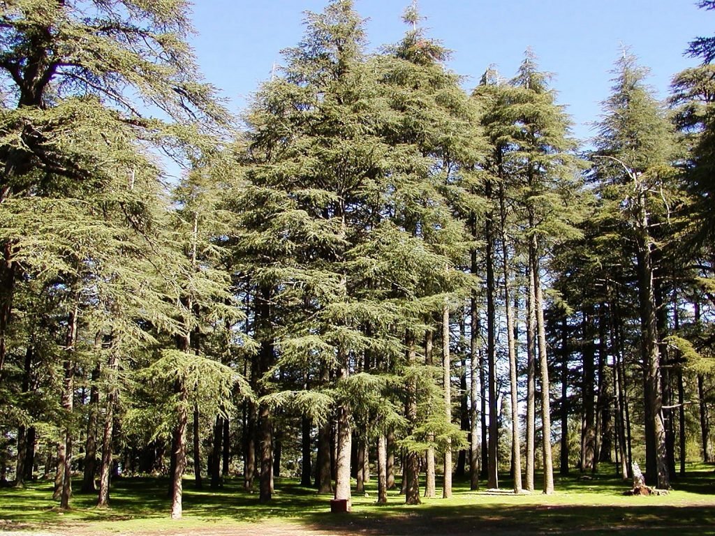 The cedar forest in Ifrane (Morocco)
