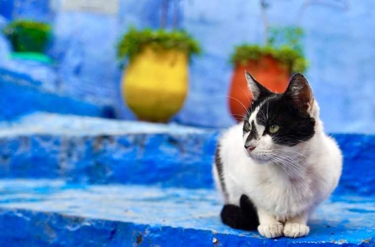 Cats in Morocco