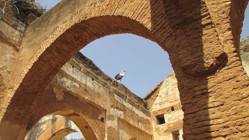 Storks in the Necropolis