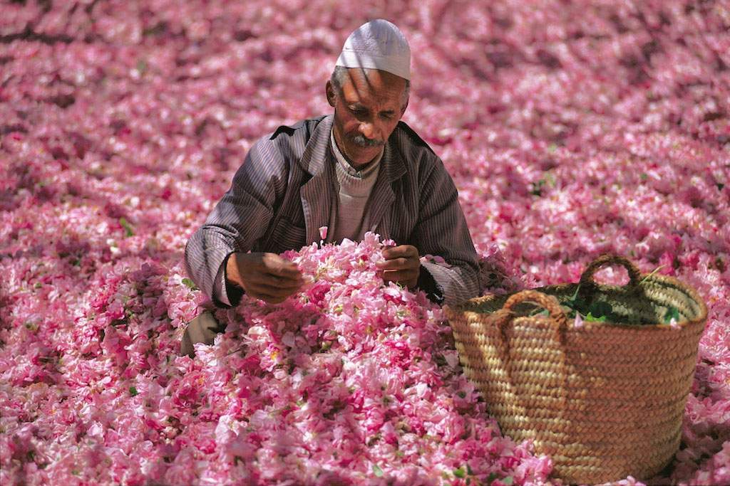 Valley of Roses, Morocco
