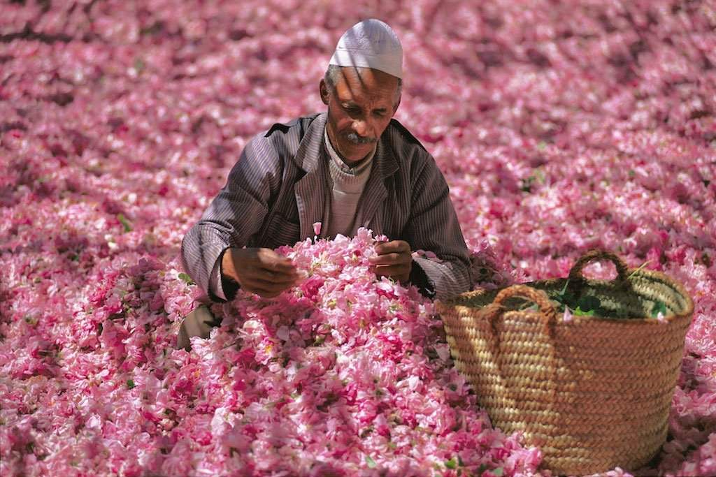 Valley of Roses
